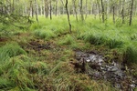 Widok na obszar po zabiegach związanych z usuwaniem tawuły kutnerowatej w czerwcu 2018 r. w rezerwacie przyrody „Złote Bagna'