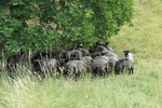 Stado owiec w trakcie wypasu w m. Góra Św. Anny