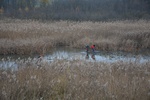 Usuwanie kłączy grążela żółtego w rezerwacie przyrody Staw Nowokuźnicki/ RDOŚ w Opolu